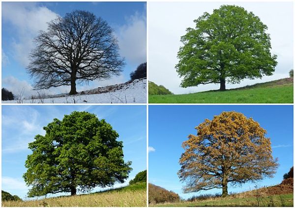 4 seasons tree