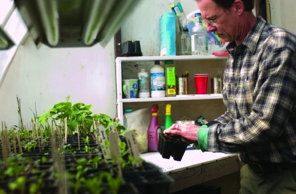 CP in starter greenhouse 600px