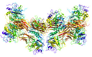 21 Furin Protein FURIN PDB 1p8j 300
