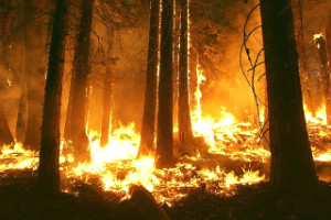 images/article-pictures/20wildfire