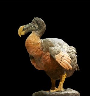 Dodo bird