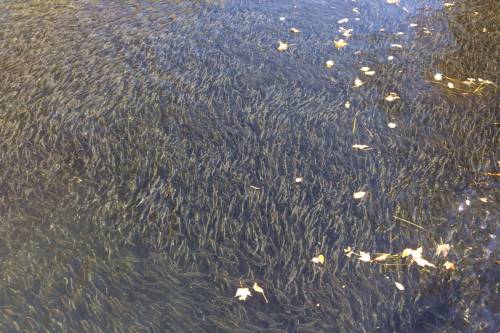fish in river