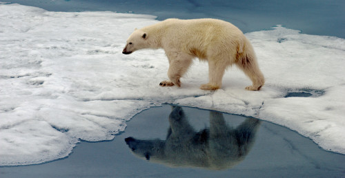 polar bear on ice floes