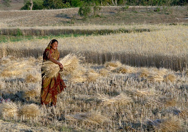 640px Woman harvesting wheat Raisen district Madhya Pradesh India Wikimedia