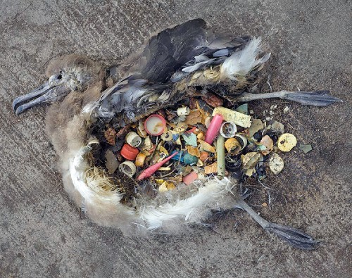 bird dead from plastic