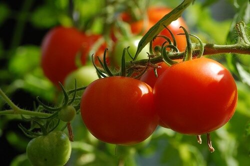 tomatos on vine