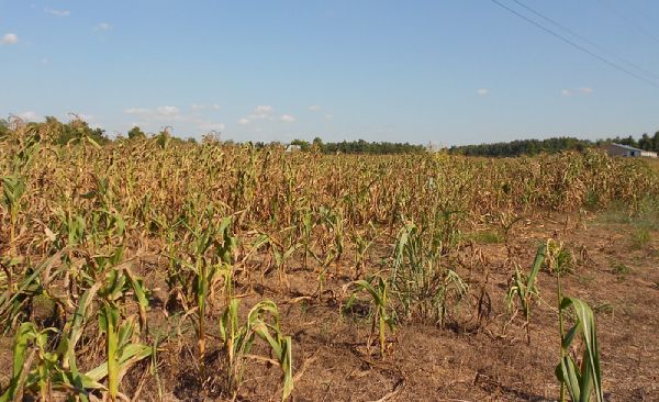 drought stressed corn crop