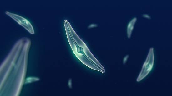 phytoplankton diatoms