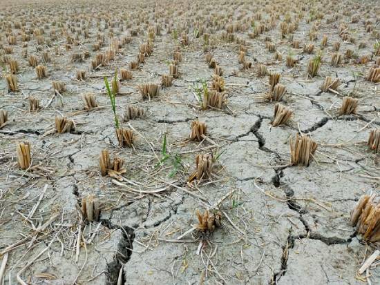 dry rice field