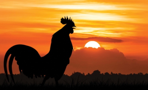 rooster crowing at dawn