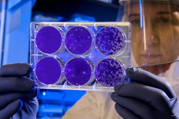 petri dishes in bio lab