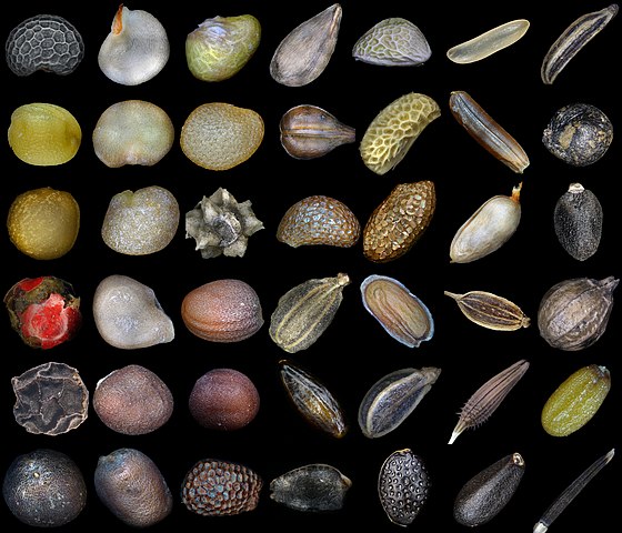 560px Разнообразие семян Variety of Plant Seeds Alexander Klepnev Russian Science Photo Competition 2018 CC BY 4.0