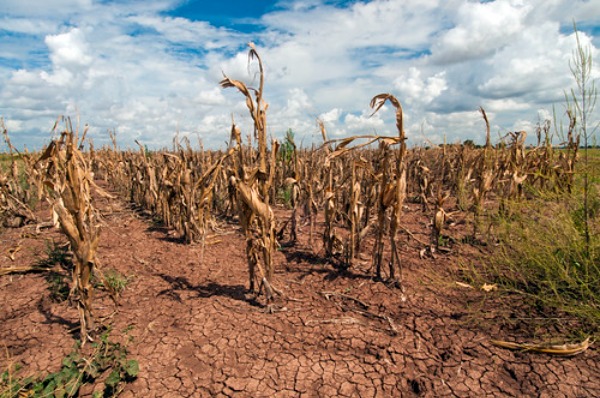 corn crop lost to drought