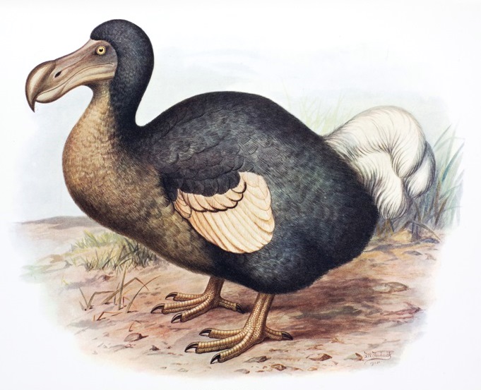 Dodo (Raphus cucullatus)