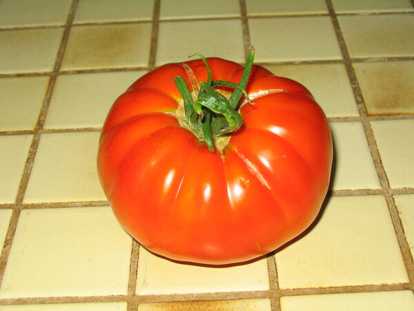 Ripe beefsteak tomato