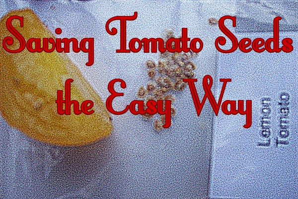 Saving Tomato Seeds the Easy Way