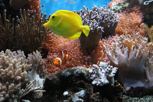 anemone and ocean fish