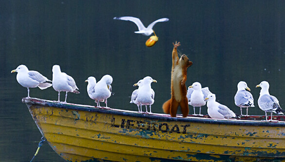 Can You Help? Squirrel in Lifeboat