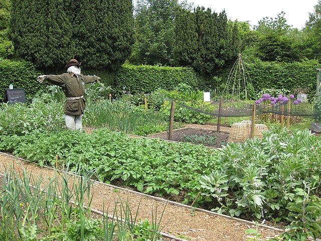 vegetable garden