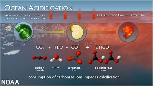 A pteropod shell is shown dissolving over time in seawater with a lower pH.