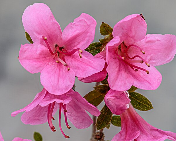 Azalea flowers