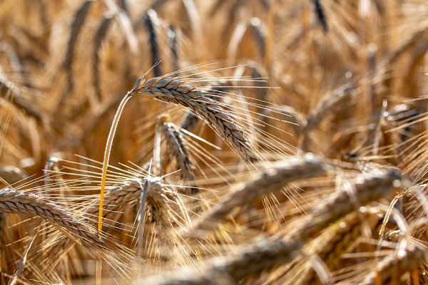 barley grain field