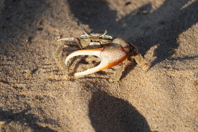 fiddler crab