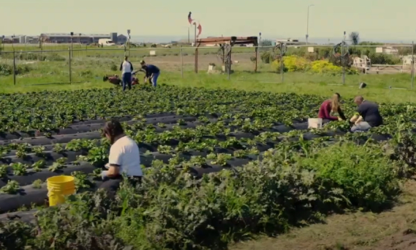 Homeless Garden Project