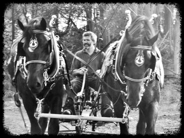 draft horses