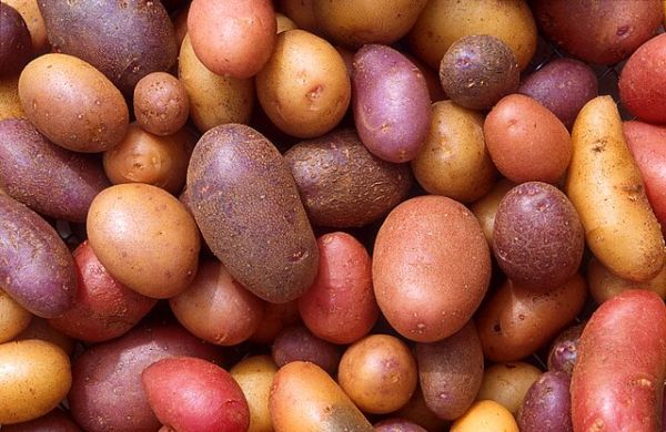 assorted potatoes