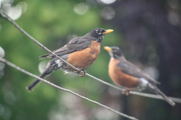 Robins on wire