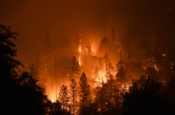 forest fire