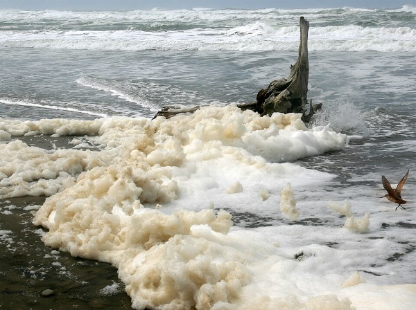 sea foam on beach