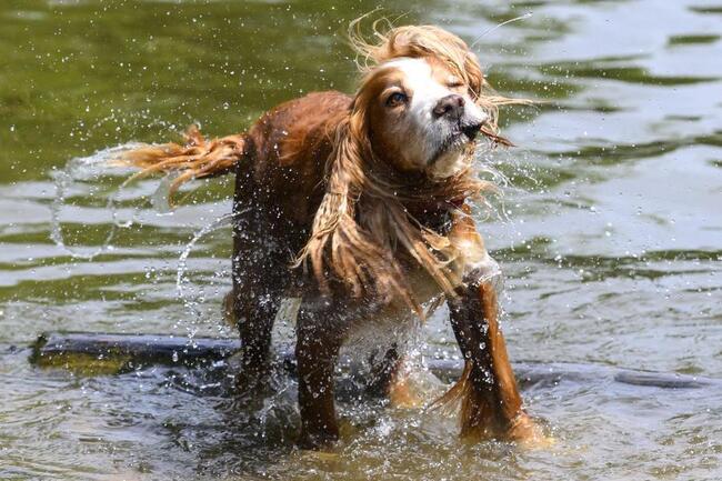 Xinhua dog cooling off 650x431