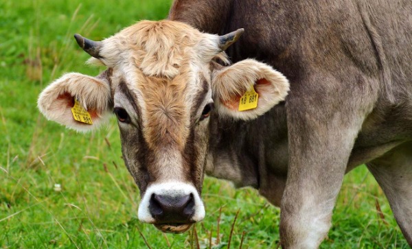 Jersey cow