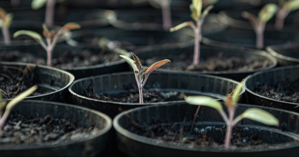 seedlings in pots