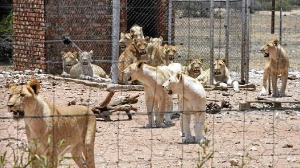 canned hunting lions
