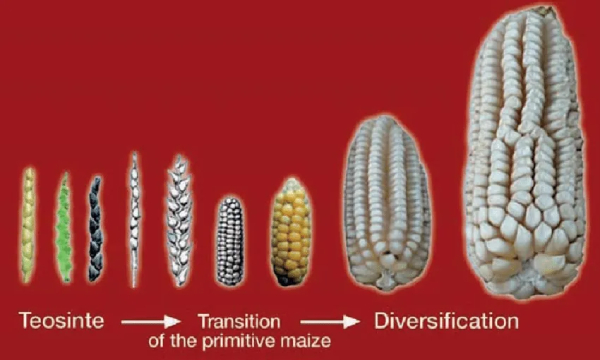 evolution of corn