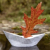 autumn paper boat pixabay thumbnail 