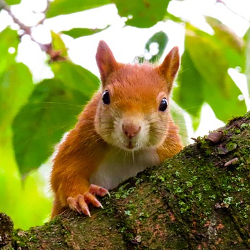 squirrel closeup questioning cropped