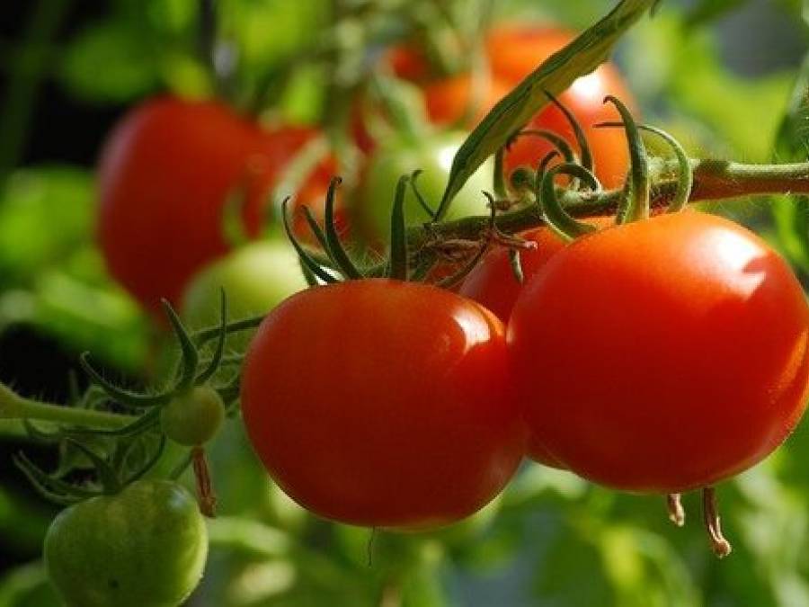 Growing Vegetables Is Back in Style: Here’s How to Start Planning Your Garden 