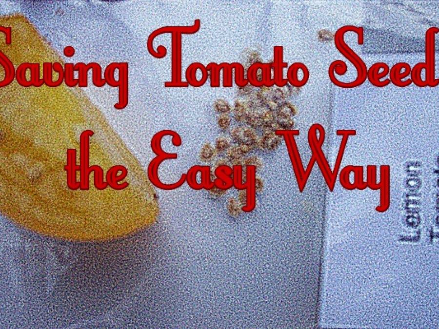 Saving Tomato Seeds the Easier Way