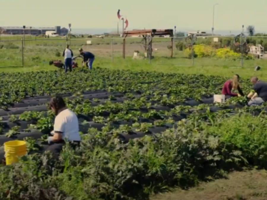 Homeless Garden Project: Cultivating Community Through Urban Farming