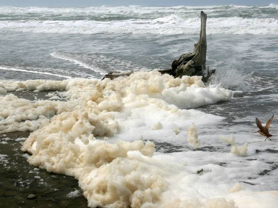 Science Snippets: Death Via Sea Foam?