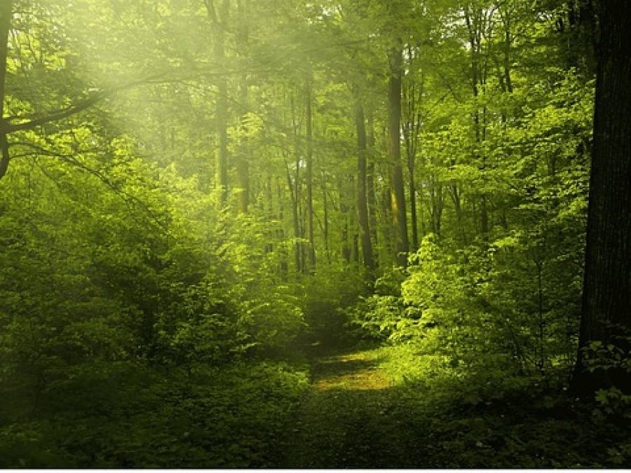 Life in the Feedlot, or on God's Green Earth?