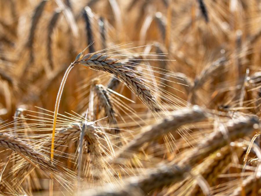 Science Snippets: Peak Food Production Draws Near