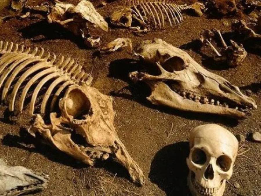 The Coming Famine 