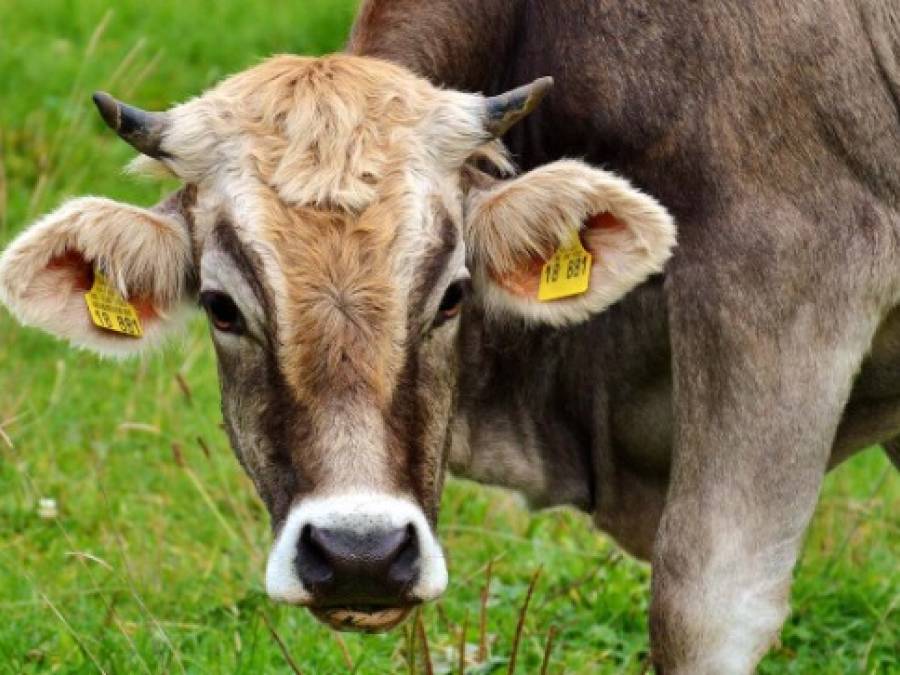 U.S. Drought Adds Pressure to Cattle Supplies as Retail Beef Price Hits Record